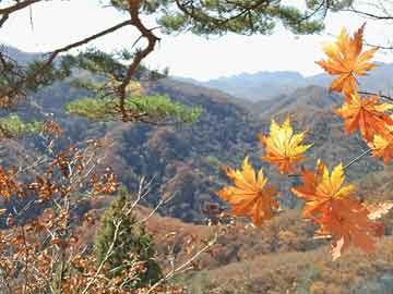 澳門一碼一碼100準(zhǔn)確河南，揭秘彩票背后的秘密與探索真實可能性，澳門一碼一碼與河南彩票背后的秘密探索真實可能性