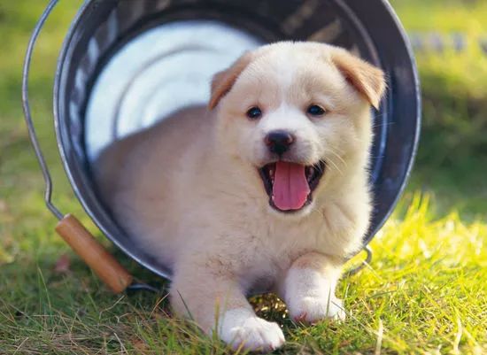 探索全新版狗狗玄機(jī)，揭秘?cái)?shù)字77777與88888的神秘面紗下的寵物世界，揭秘?cái)?shù)字密碼背后的寵物世界，狗狗玄機(jī)與神秘?cái)?shù)字77777、88888的探索