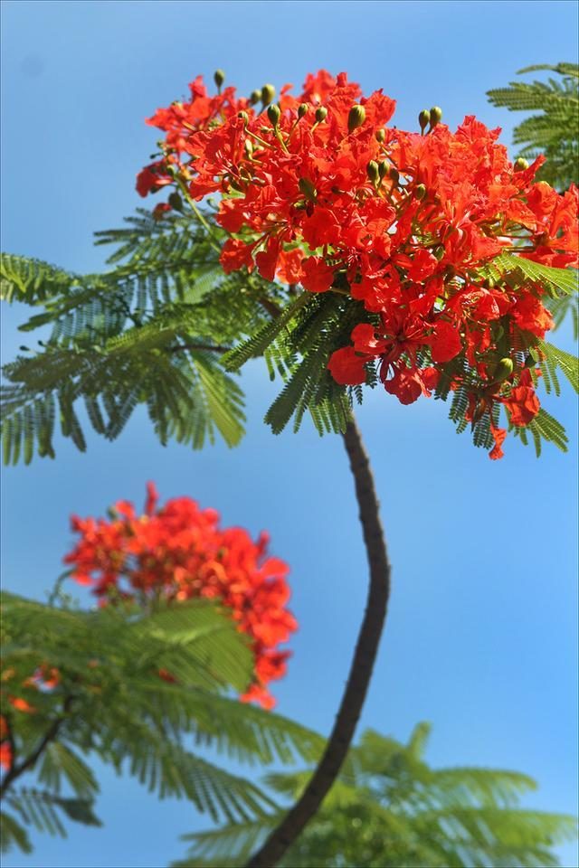狀元紅，揭秘4987最準(zhǔn)最快的秘密武器，狀元紅，揭秘最準(zhǔn)最快的秘密武器 4987