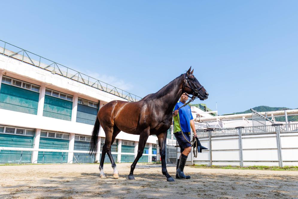 香港賽馬，77777與888888的傳奇故事，香港賽馬傳奇，77777與888888的賽場奇緣
