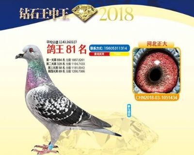 王中王四馬一肖，探尋背后的故事與奧秘，王中王四馬一肖，背后的故事與奧秘探尋