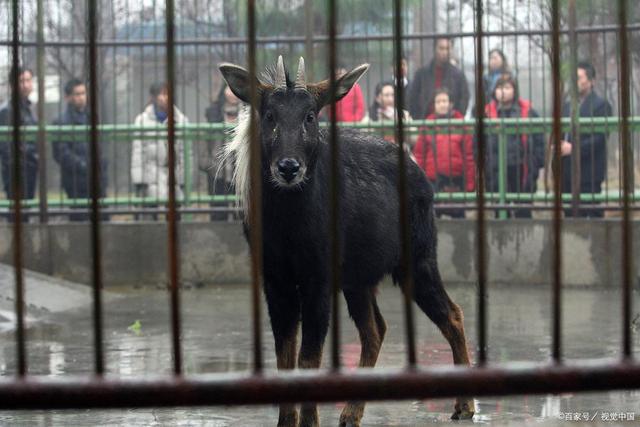 四不像王中王資料一肖，揭秘神秘傳說與獨(dú)特魅力，揭秘四不像王中王神秘傳說與獨(dú)特魅力，一肖資料解析