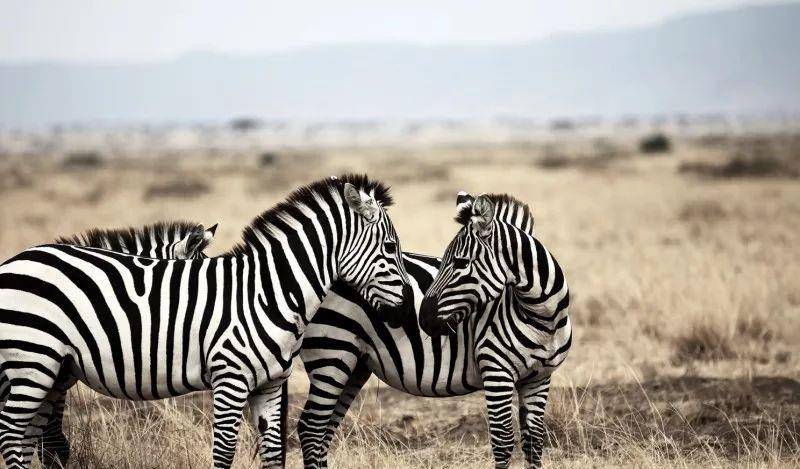 澳門一碼一肖一待一中四不像——揭開神秘面紗下的真相，澳門神秘事件揭秘，一碼一肖一待一中四不像真相探索