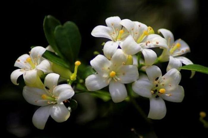 十種陰氣重的花，了解與應(yīng)對(duì)的風(fēng)水指南，十種陰氣重的花的風(fēng)水指南，了解與應(yīng)對(duì)方法
