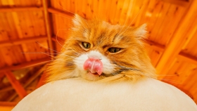 王中王平特一肖全年無錯(cuò)——揭秘精準(zhǔn)預(yù)測(cè)背后的秘密，揭秘王中王平特一肖全年無錯(cuò)預(yù)測(cè)背后的秘密之道