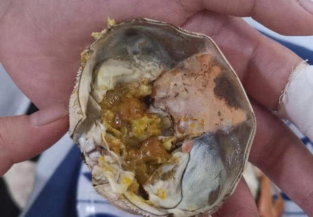 螃蟹的食物習性，探究螃蟹吃什么食物，螃蟹的食物習性探究，螃蟹的食性及其偏好食物解析