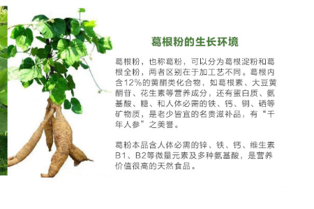 葛根，揭示其十大功效的奧秘，葛根，深度解析十大功效的奧秘