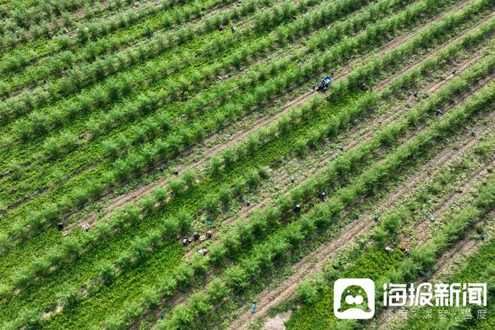茂密森林中的王中王——一肖傳奇，森林霸主一肖傳奇，王中王的傳奇故事