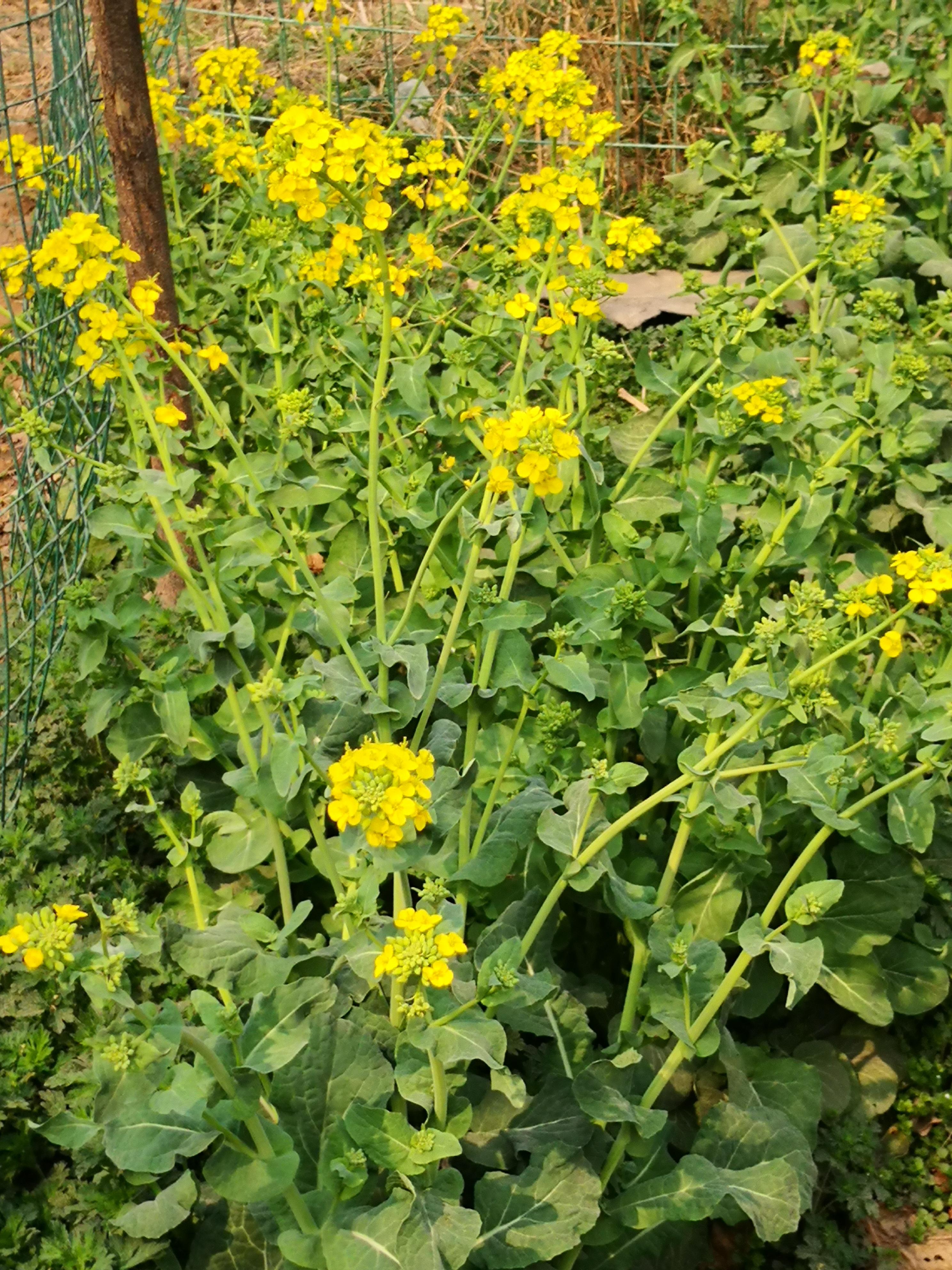 鄭州一日游必去的地方免費，鄭州一日游免費必游景點推薦
