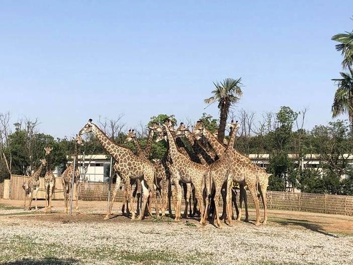 動(dòng)物園門票購買攻略，如何找到最便宜的門票購買渠道，動(dòng)物園門票購買指南，探尋最優(yōu)惠購票渠道攻略