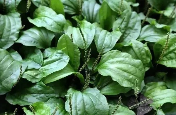 車前草的功效與作用，治療痛風(fēng)的自然療法，車前草治療痛風(fēng)，自然療法的功效與作用探索