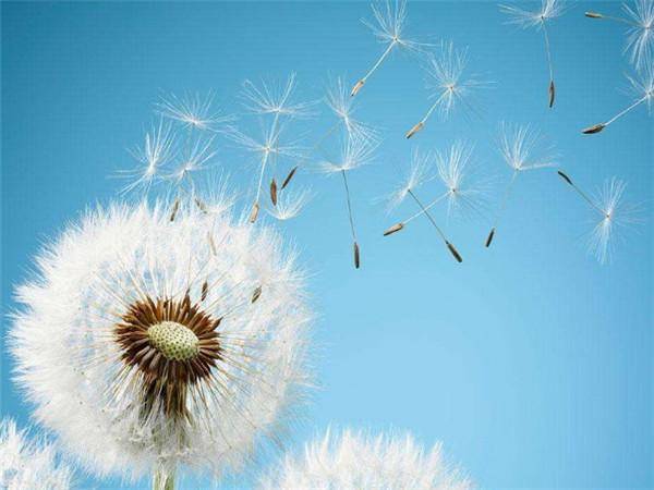 蒲公英對男人性功能的影響，揭示神秘植物的力量，蒲公英對男性性功能的影響探究，神秘植物的力量揭秘