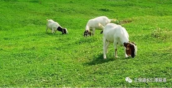 澳門出羊下期必開(kāi)一肖，揭秘生肖彩票的奧秘與策略，揭秘生肖彩票奧秘，澳門出羊后必開(kāi)一肖策略探討