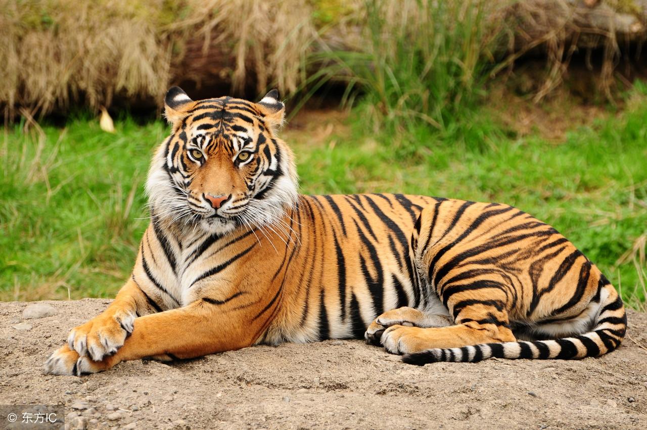 王中王指一生肖——探尋生肖文化中的特殊含義，生肖之王，探尋生肖文化中的特殊含義