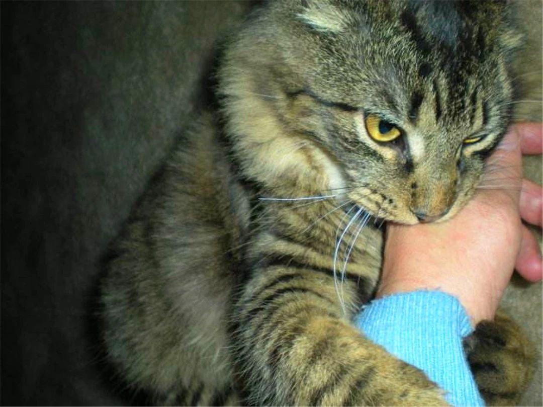 狂犬病潛伏期最長(zhǎng)多久，深入了解狂犬病的潛伏期及相關(guān)知識(shí)，深入了解狂犬病潛伏期，最長(zhǎng)多久及其他相關(guān)知識(shí)解析