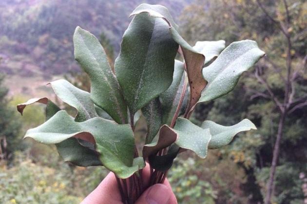 鐵皮石斛泡水喝的功效，揭示其潛在的健康益處，鐵皮石斛泡水喝的健康益處，探索其潛在功效與益處